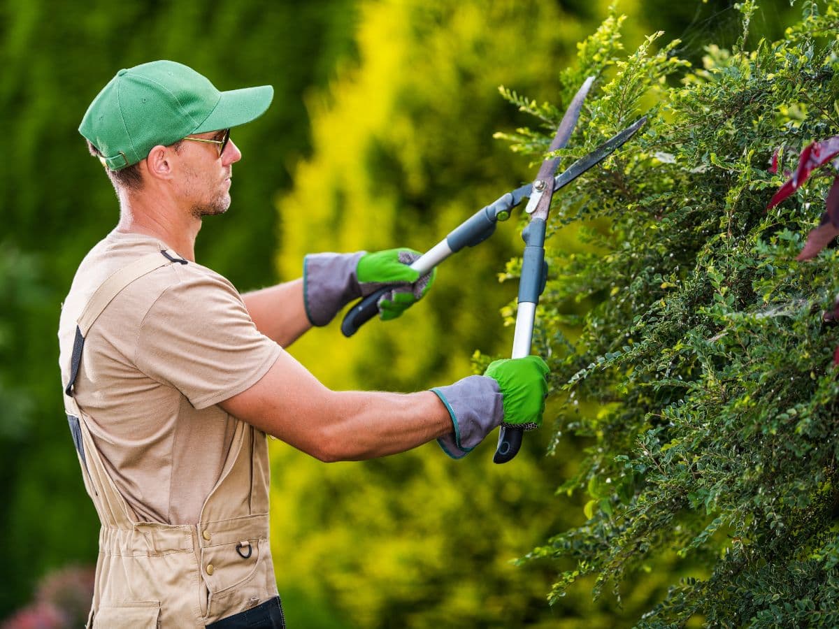 Jardinero podando plantas